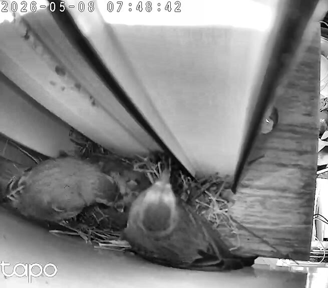 Two chicks in the cup, 07:48 PT — first clean morning view