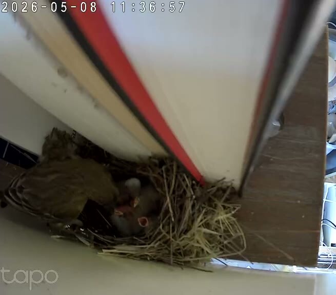 Four Chicks, Maybe Five