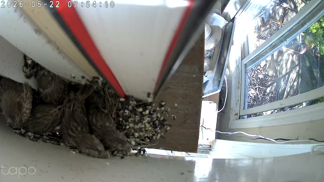 Five fledglings packed wall-to-wall in the cup, mid-morning