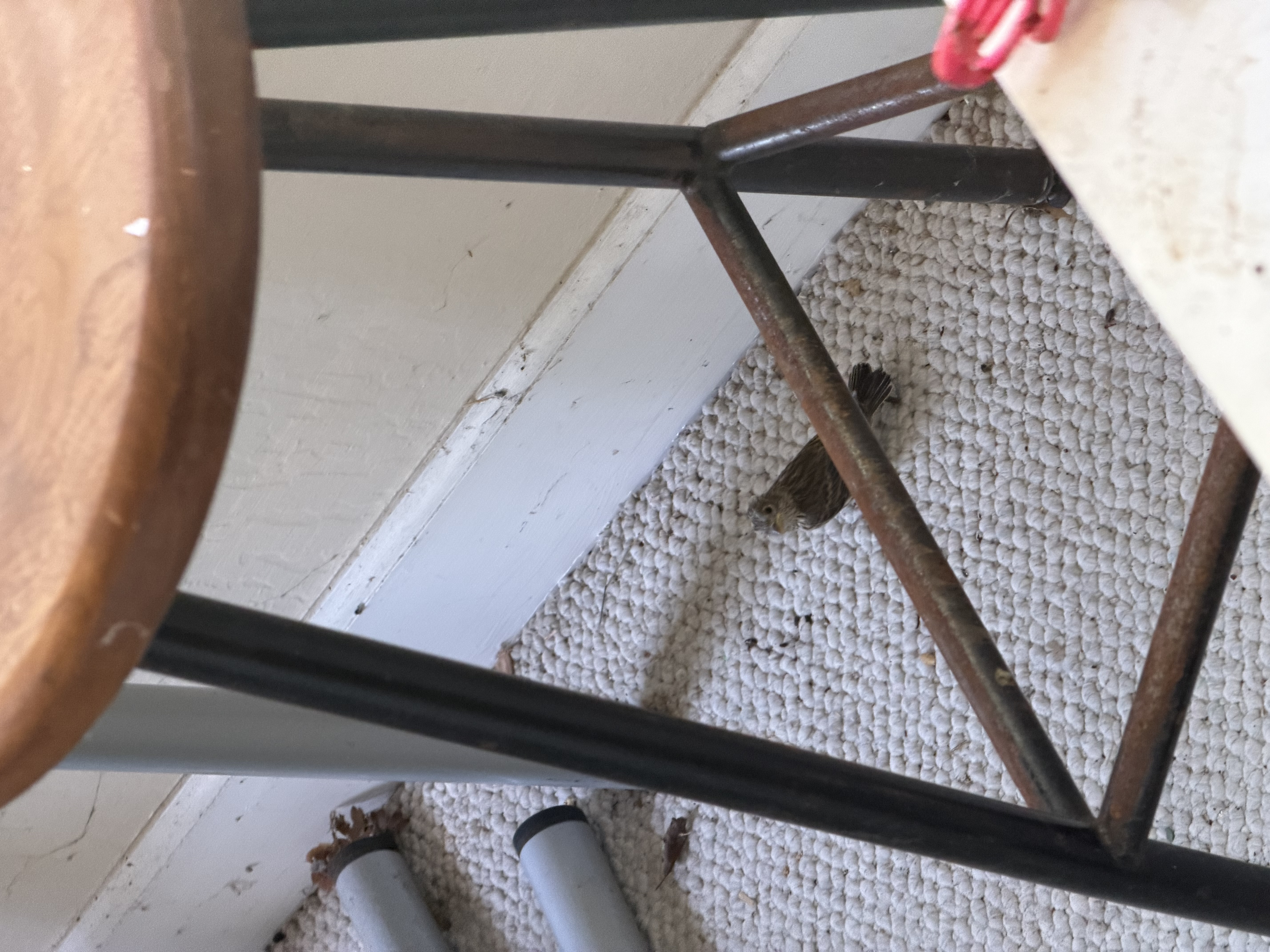 Same moment, different stool support visible. Tail feathers and back markings clearly visible in color — the kind of detail the IR cameras flatten.