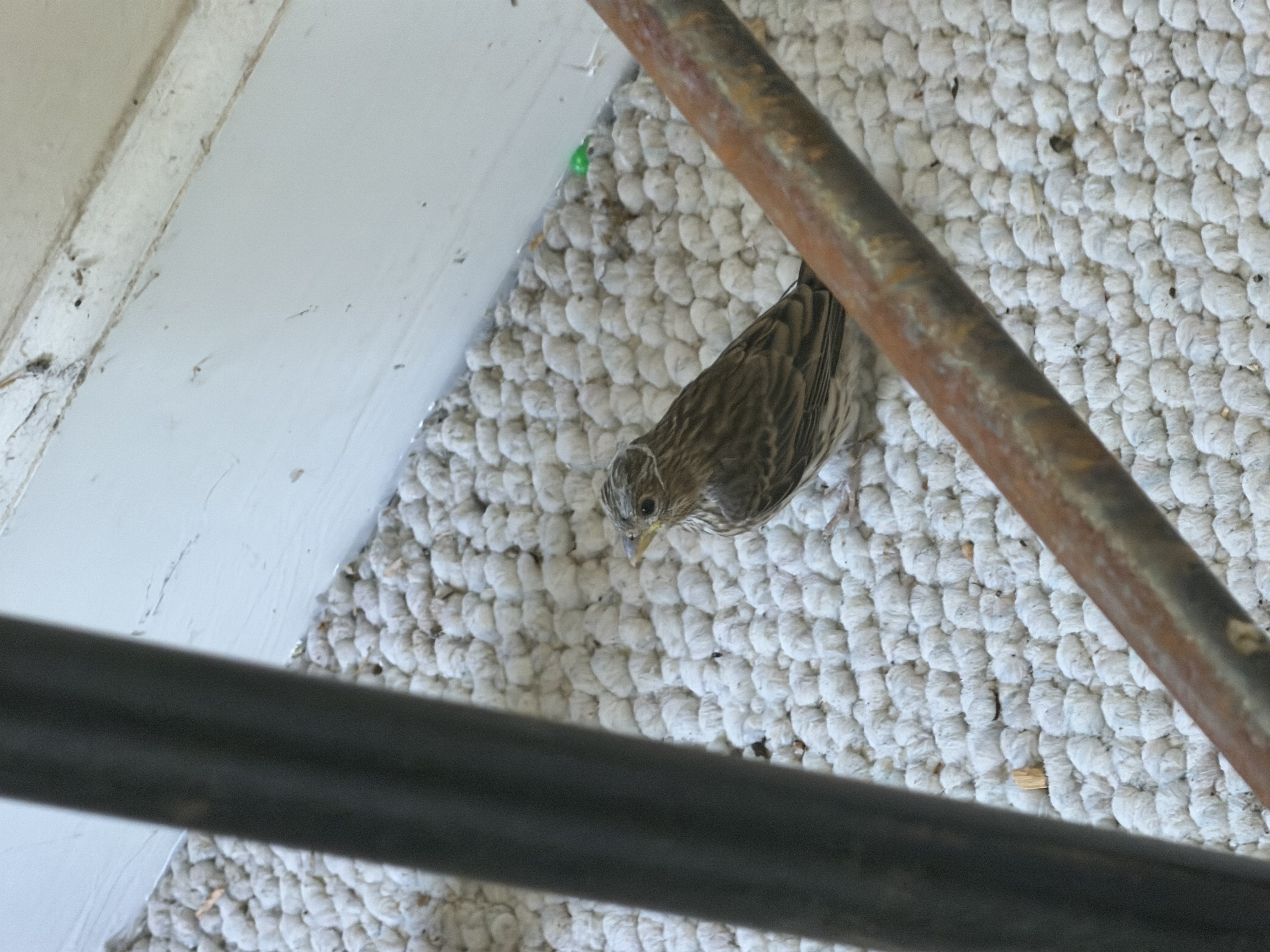 Closest of the three post-fledge shots. The streaky chest pattern is fully resolved — diagnostic for a juvenile House Finch.