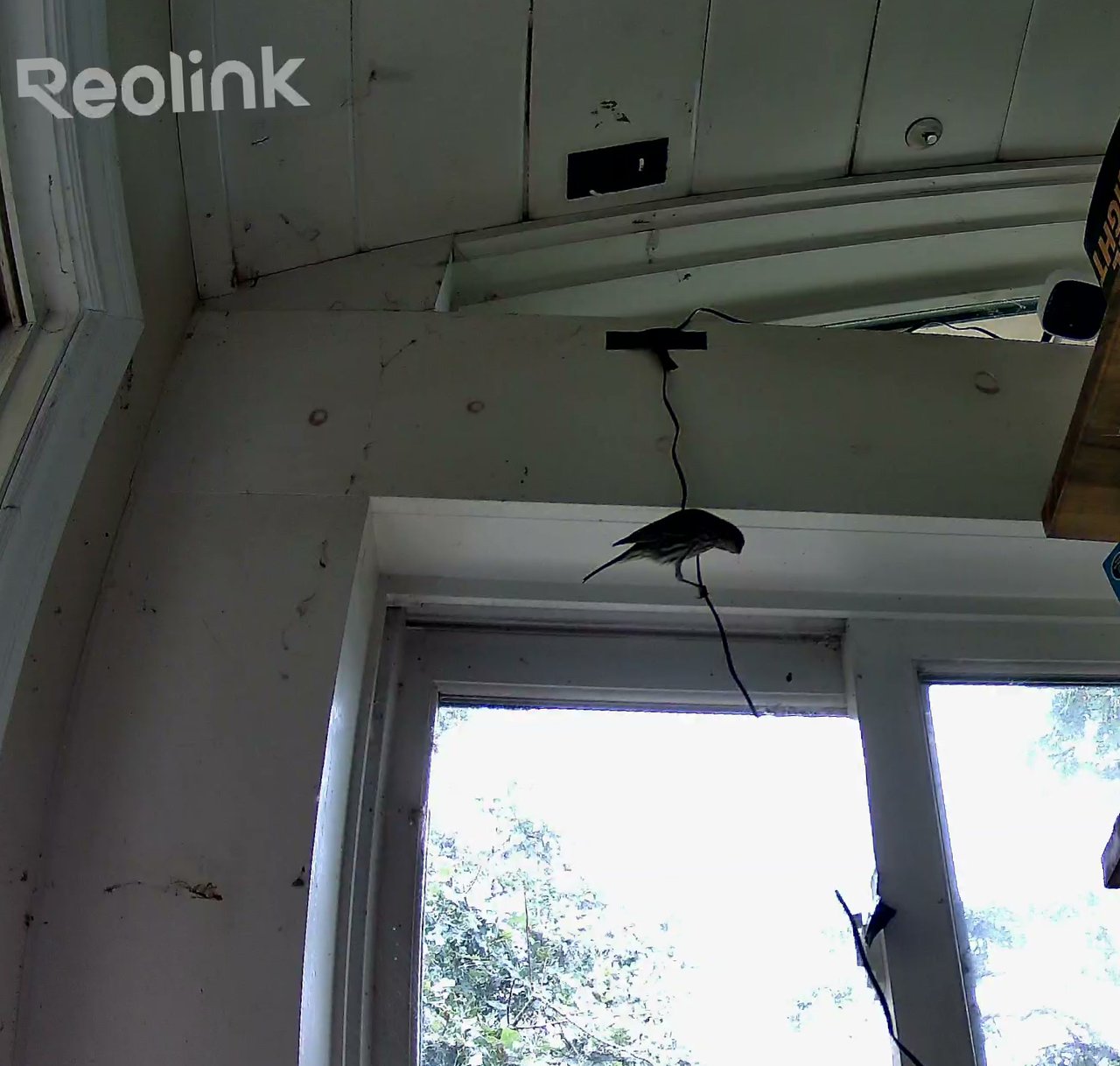 Day 31 — Nest empty throughout daylight; brief overnight visits only